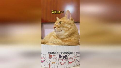 猫可以吃瓜红