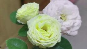 兔兔派对吃瓜