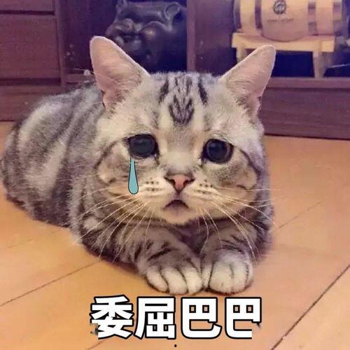 吃瓜吃芥末的猫表情包,表情包萌态十足